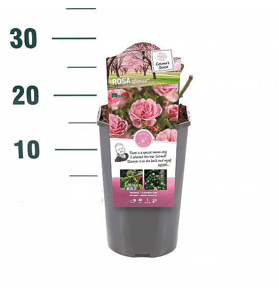 Rosa hybrid Bonica 82 C3 Lit. 10-15 cm