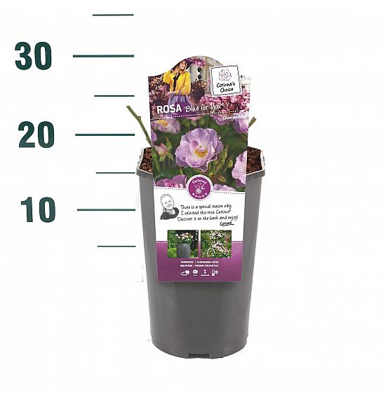 Rosa hybrid Blue for You C3 Lit. 10-15 cm