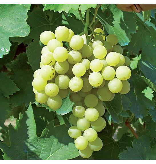 Vitis vinifera Ambra C4 Lit. 125-150 cm