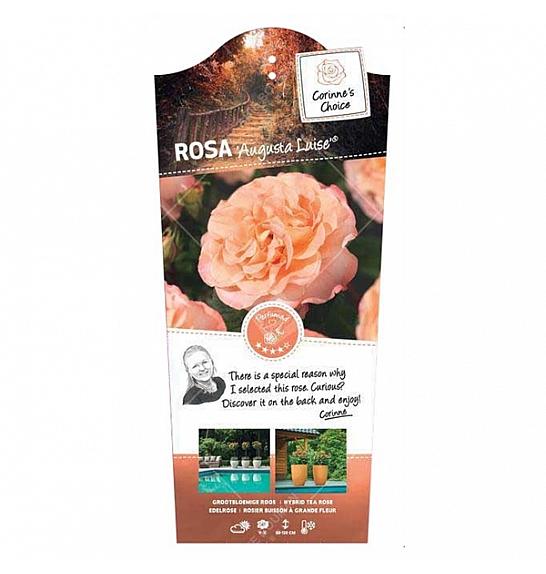 Rosa hybrid Augusta Luise C6 Lit. Na steblu 90 cm