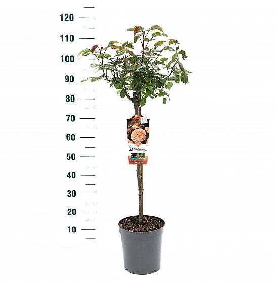 Rosa hybrid Augusta Luise C6 Lit. Na steblu 60 cm