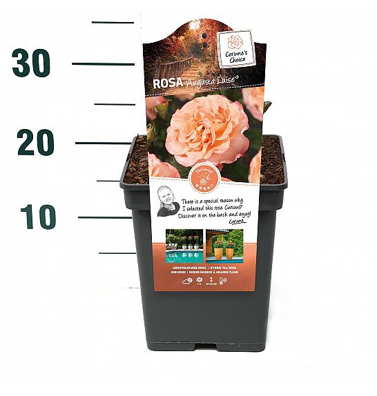 Rosa hybrid Augusta Luise C5 Lit. 15-20 cm