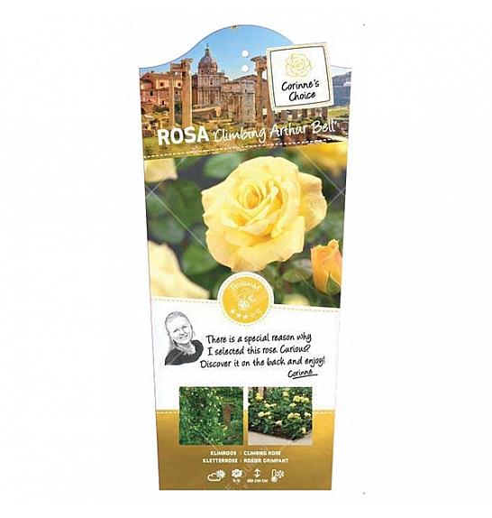 Rosa hybrid Arthur Bell C3 Lit. 50-60 cm Vzpenjava