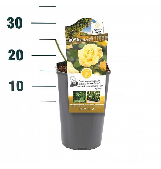 Rosa hybrid Arthur Bell C3 Lit. 10-15 cm