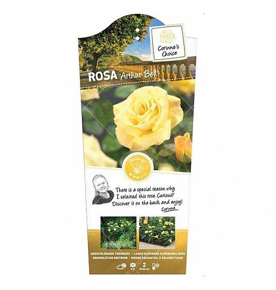 Rosa hybrid Arthur Bell C3 Lit. 10-15 cm