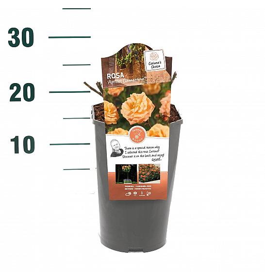 Rosa hybrid Apricot Clementine C3 Lit. 10-15 cm