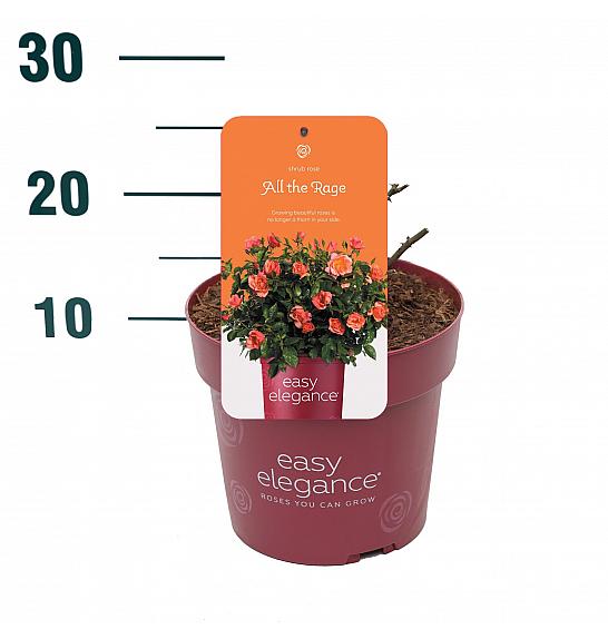 Rosa hybrid All The Rage C3 Lit. 10-15 cm