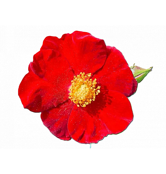 Rosa hybrid Alcantara C3 Lit. 10-15 cm