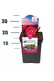 Rosa hybrid Acapella C5 Lit. 15-20 cm