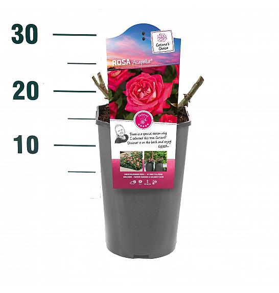 Rosa hybrid Acapella C3 Lit. 10-15 cm
