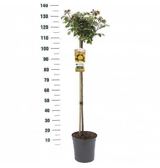 Rosa hybrid Absolutely Fabulous C6 Lit. Na steblu 90 cm