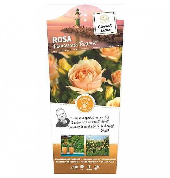 Rosa Hansestadt Rostock® C6 Lit. Na steblu 110 cm