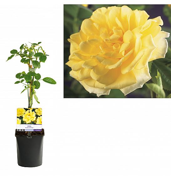 Rosa Golden Climber C1 Lit. 20-30 cm