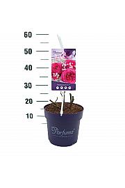 Rosa Freifrau Caroline® C6 Lit. 30-40 cm