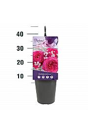 Rosa Freifrau Caroline® C3 Lit. 10-15 cm