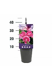 Rosa Fräulein Marie® C3 Lit. 10-15 cm