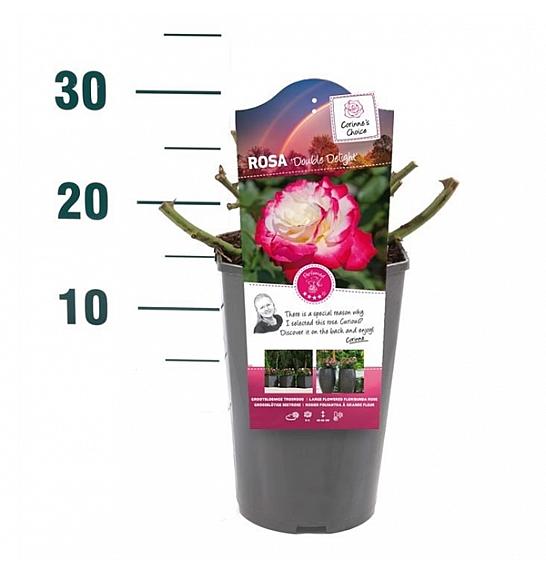 Rosa Double Delight C3 Lit. 10-15 cm