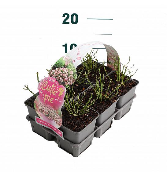 ROSA ARIE Rosa Cutie Pie®