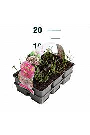 Rosa Cutie Pie® kultipak 6