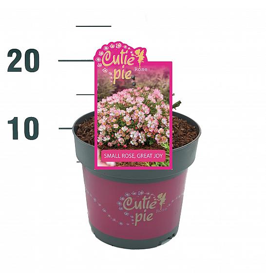 ROSA ARIE Rosa Cutie Pie®