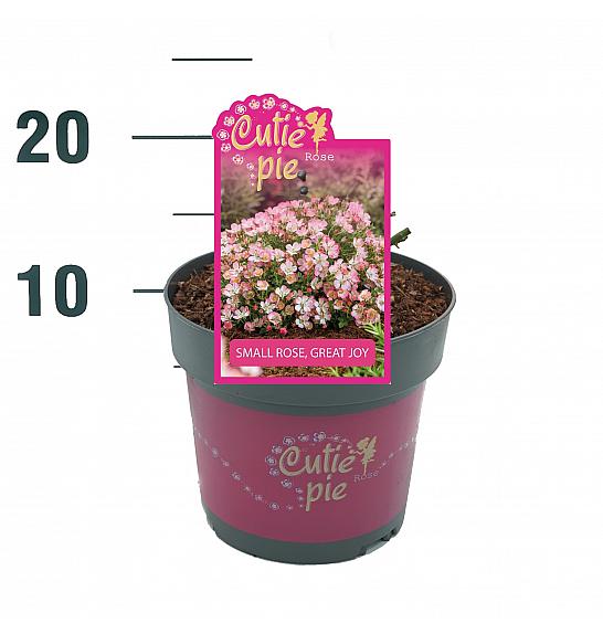 Rosa Cutie Pie® C2 Lit. 20-30 cm