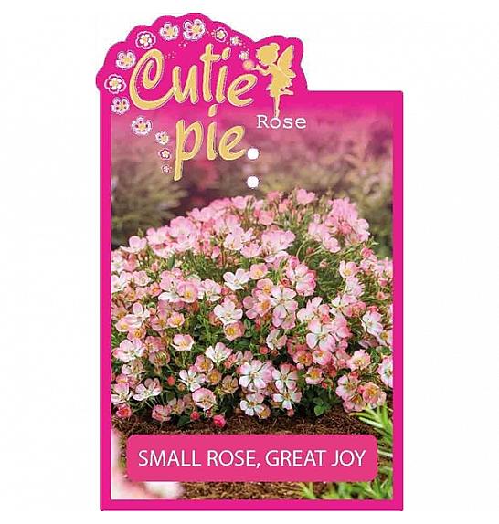 Rosa Cutie Pie® C2 Lit. 20-30 cm