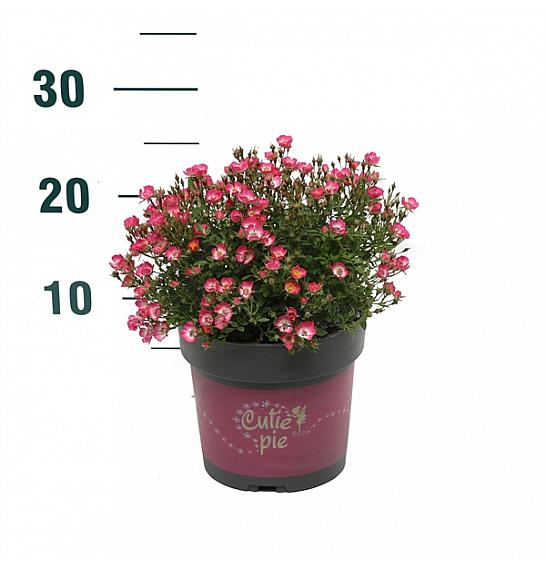 Rosa Cutie Pie® C2 Lit. 20-30 cm