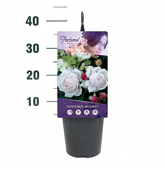 Rosa Constanze Mozart® C3 Lit. 10-15 cm
