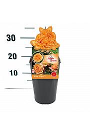 Rosa Capri® C3 Lit. 10-15 cm