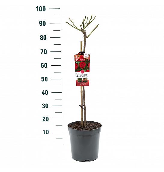 Rosa Bright Meilove® C6 Lit. Na steblu 60 cm