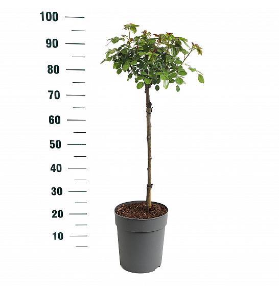 Rosa Bright Meilove® C6 Lit. Na steblu 60 cm