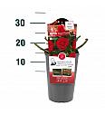 Rosa Bright Meilove® C3 Lit. 10-15 cm