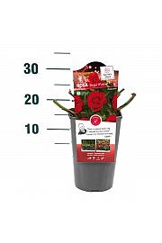 Rosa Bright Meilove® C3 Lit. 10-15 cm