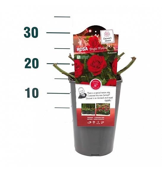Rosa Bright Meilove® C3 Lit. 10-15 cm