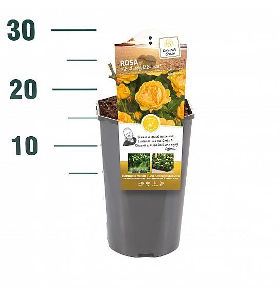 Rosa Absolutely Fabulous C3 Lit. 10-15 cm