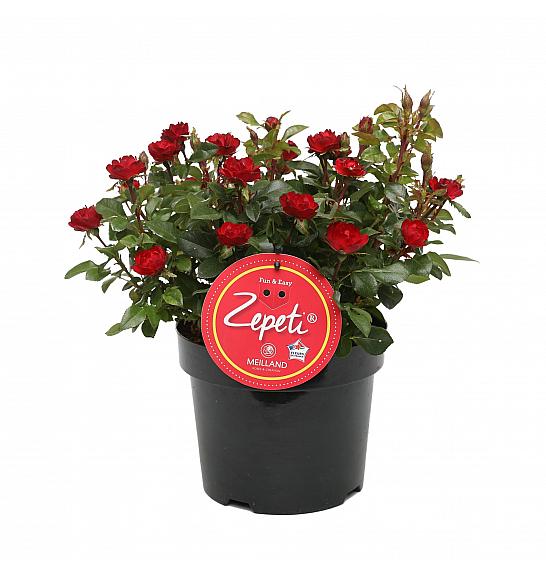 Rosa Zepeti® C3 Lit. 10-15 cm