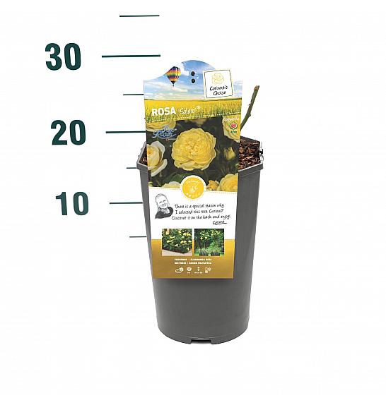 Rosa Solero® C3 Lit. 10-15 cm
