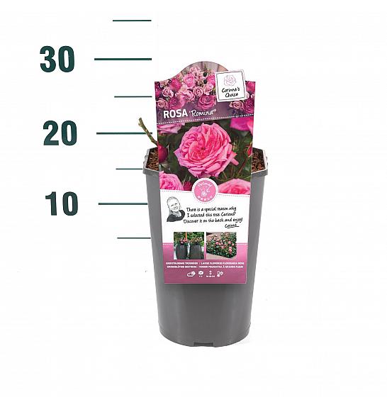 Rosa Romina® C3 Lit. 10-15 cm