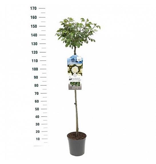 Rosa Kristal C6 Lit. Na steblu 110 cm