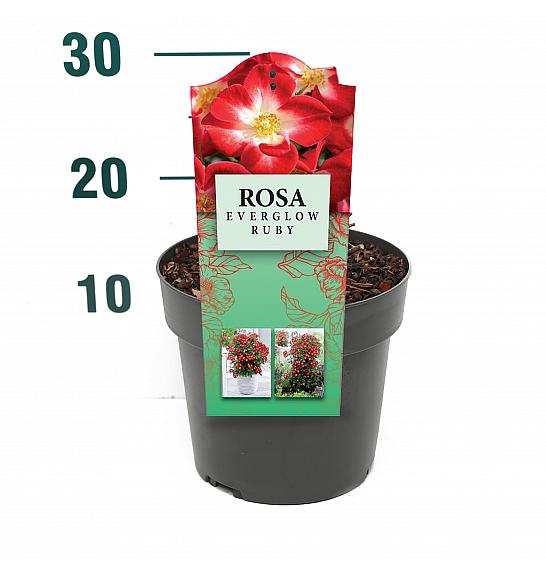Rosa Everglow Ruby® C3 Lit. 10-15 cm