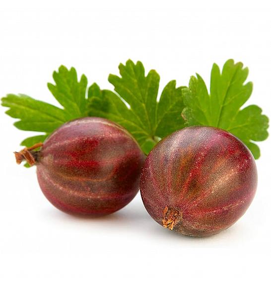 Ribes uva-crispa Captivator C2 Lit. 30-40 cm