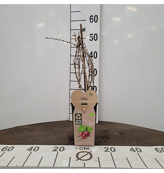 Ribes uva crispa Hinnonmaki Rood C2 Lit. 30-40 cm BIO