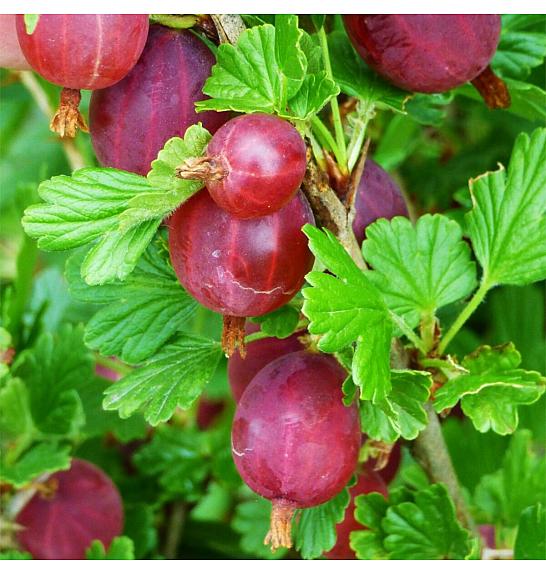 VE-BO FRUIT Ribes uva crispa Hinnonmaki Red