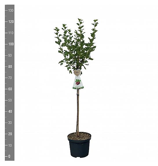 Ribes uva crispa Hinnomaki Red C5 Lit. Na steblu 60 cm