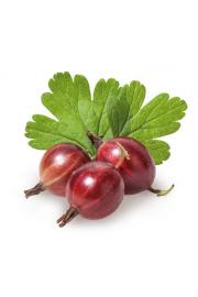 Ribes uva crispa Hinnomaki Red C2 Lit. 40-60 cm (25107)