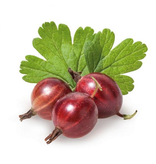 Ribes uva crispa Hinnomaki Red C2 Lit. 40-60 cm (25107)