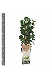 Ribes uva crispa Hinnomaki Green C2 Lit. 30-40 cm
