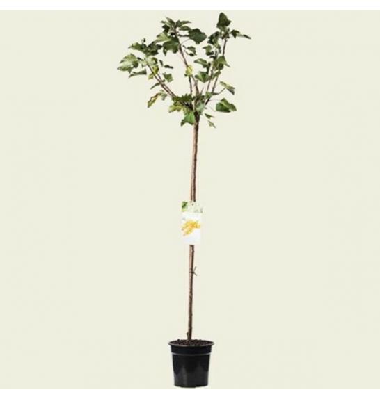 Ribes rubrum Werdavia C3 Lit. Na steblu 90 cm (24015)