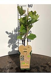 Ribes rubrum Werdavia C2 Lit. 30-40 cm BIO