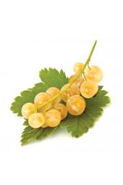 Ribes rubrum Werdavia C2 Lit. 40-60 cm (23963)